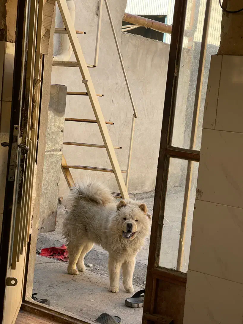 سگ چاو چاو|سگ|اراک, |دیوار