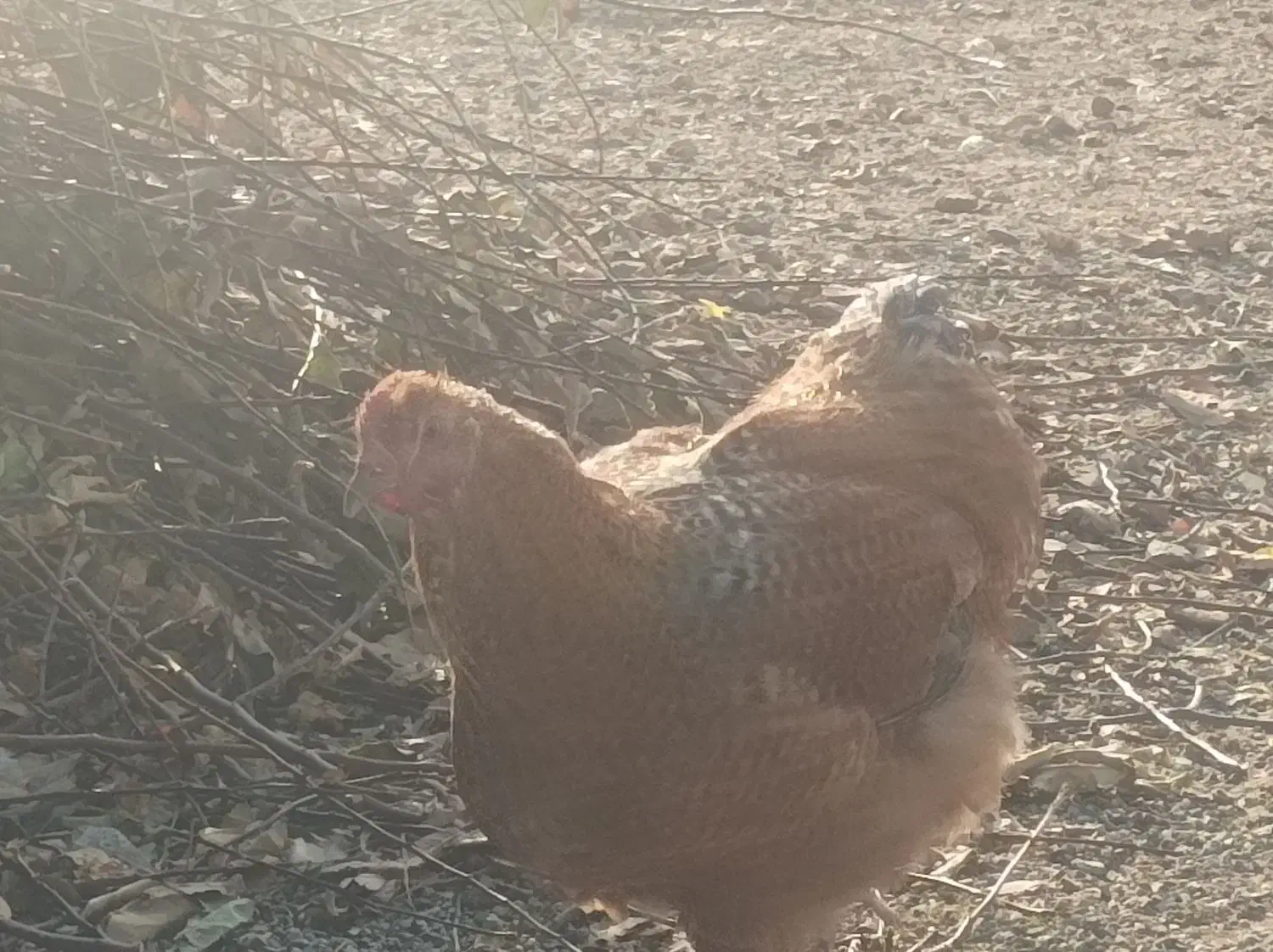 3عددخروس برهما|حیوانات مزرعه|بانه, |دیوار