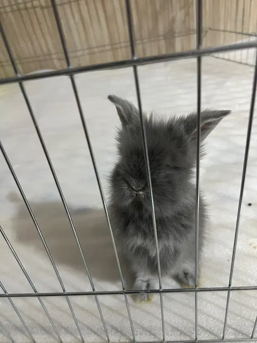 واگذاری خرگوش|موش و خرگوش|هشتگرد, شهرک بعثت|دیوار