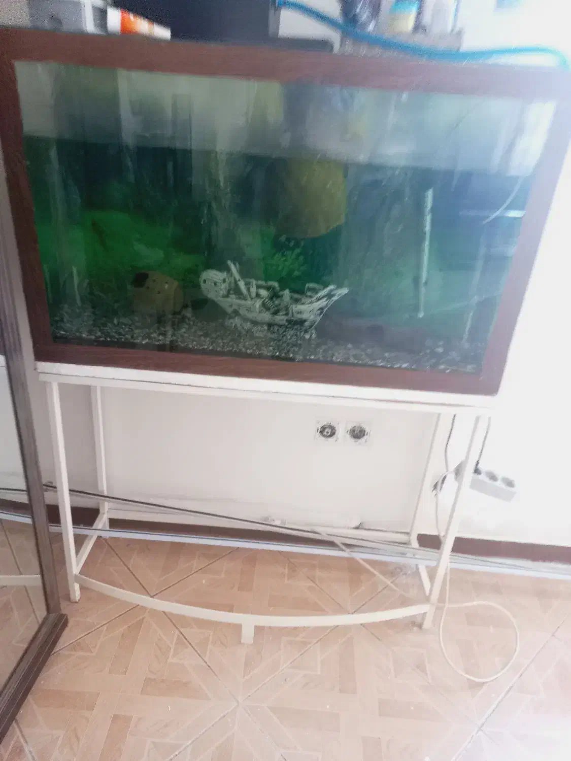 آکواریوم|ماهی|فردیس, فردیس|دیوار