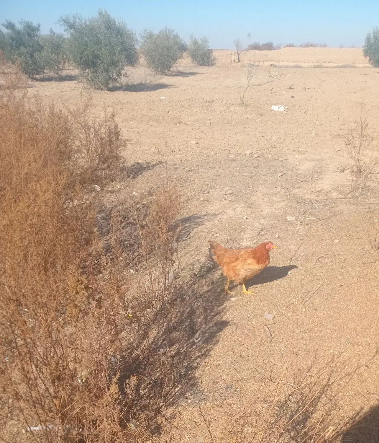 سه عدد مرغ ۸عدد بوقلمون|حیوانات مزرعه|گنبد کاووس, |دیوار