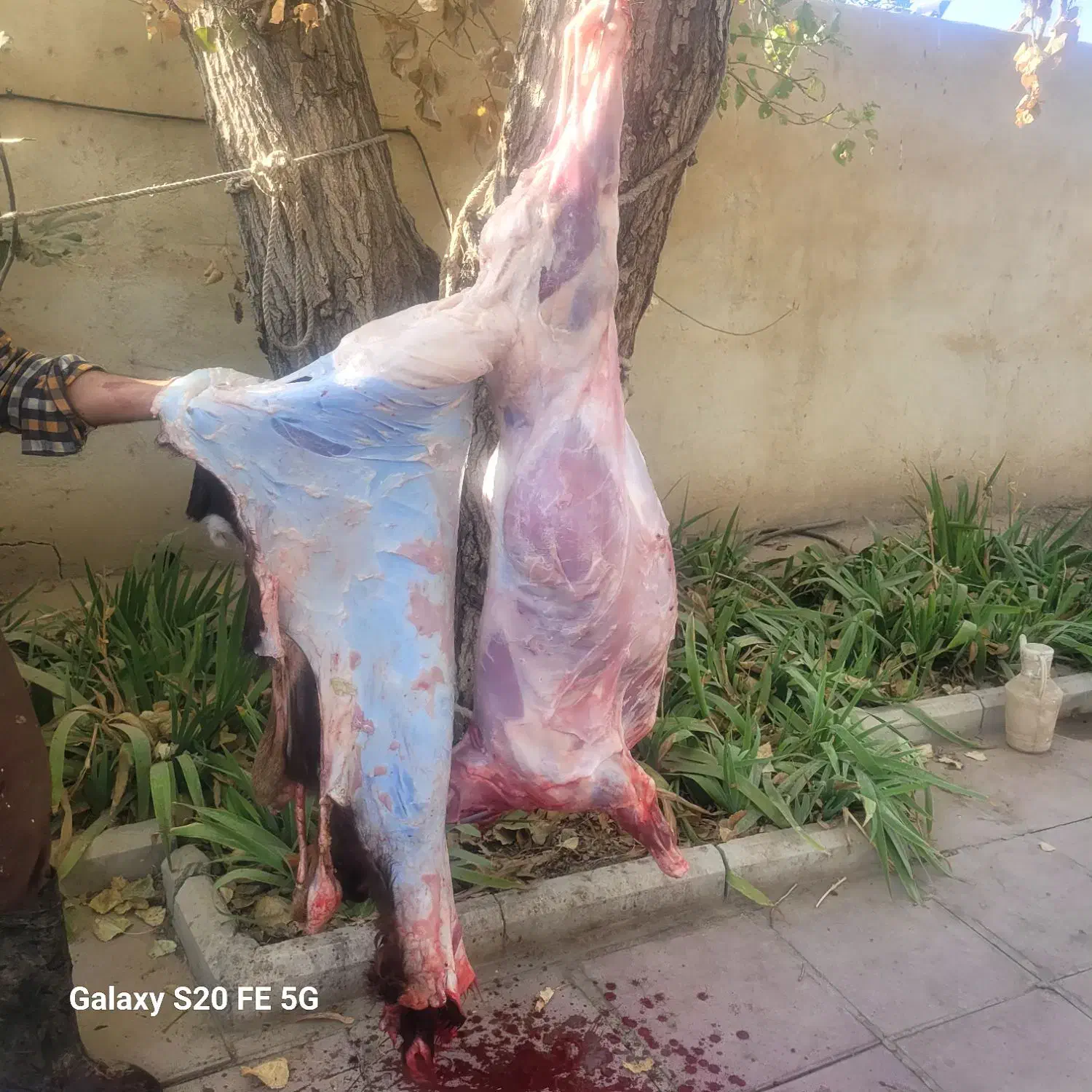 گوشت بره نر|خوردنی و آشامیدنی|هشتگرد, تهران دشت|دیوار