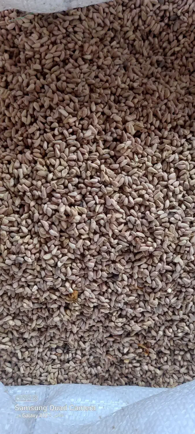 هسته انار روغنگیری|عمدهفروشی|کردکوی, |دیوار