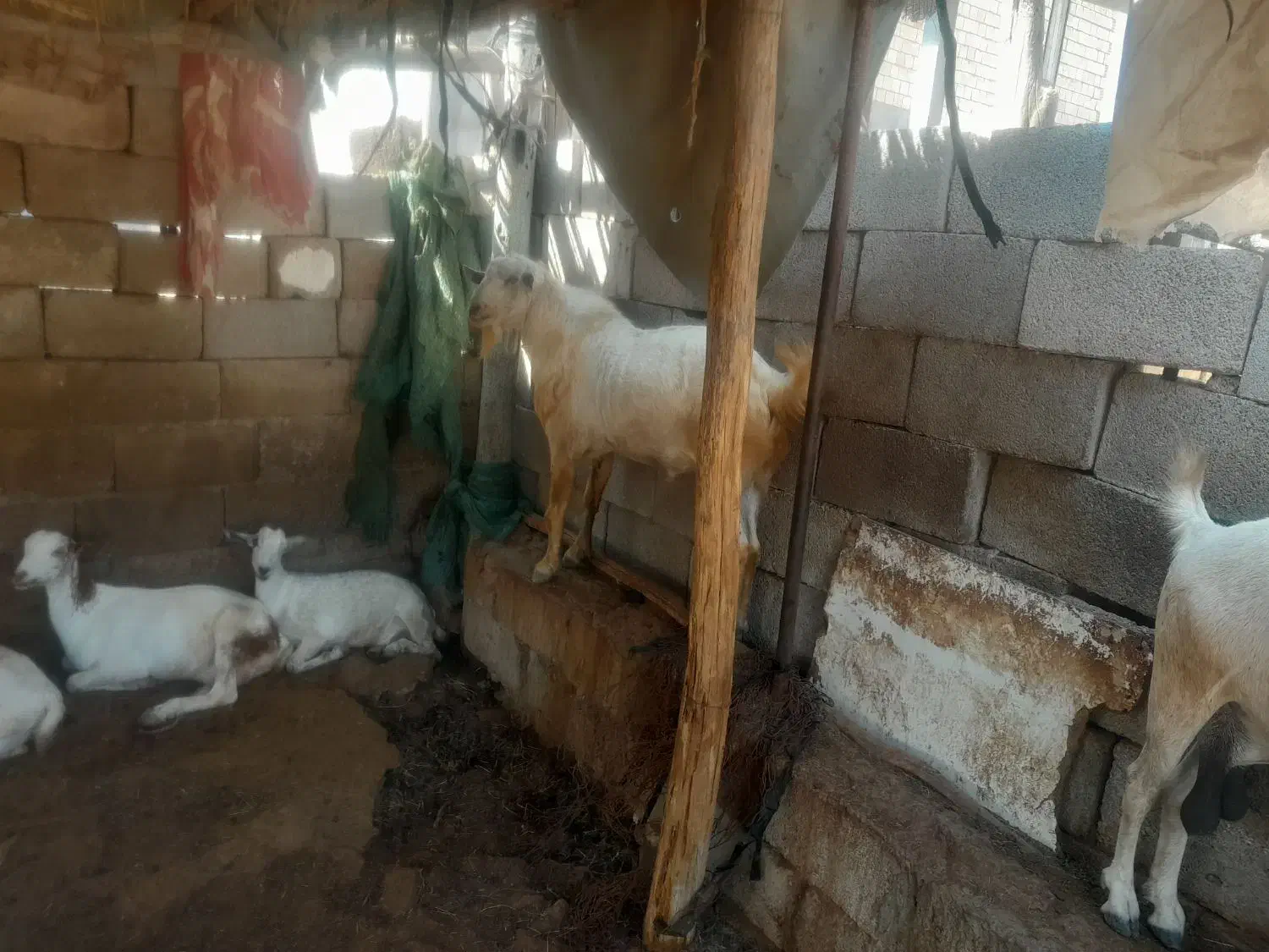 بزدوقلو.نری دوقلو|حیوانات مزرعه|قلعه قاضی, |دیوار