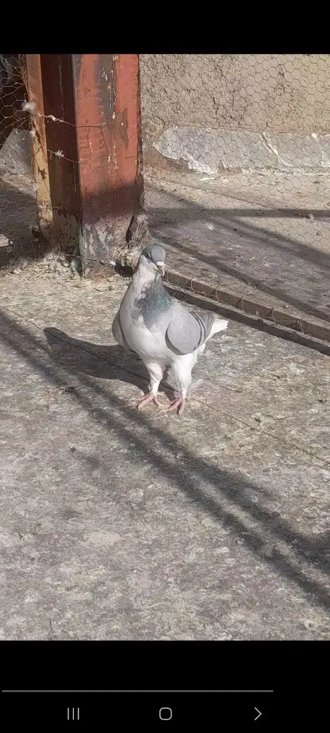 کبوتررنگی|پرنده|تاکستان, |دیوار