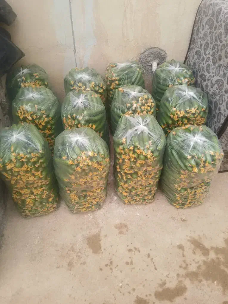 نیازمند کارگر اتباع جهت گلخانه خیار|استخدام سرایداری و نظافت|عسگران, |دیوار