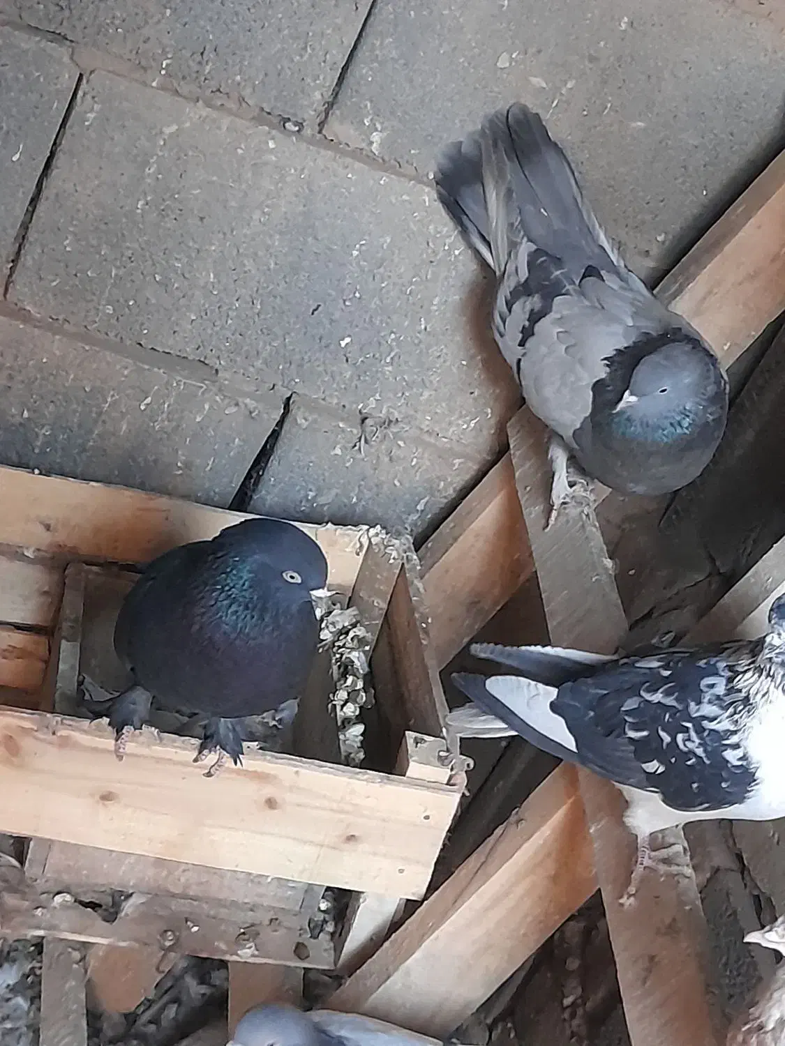 کبوتر دولا|پرنده|بروجن, |دیوار