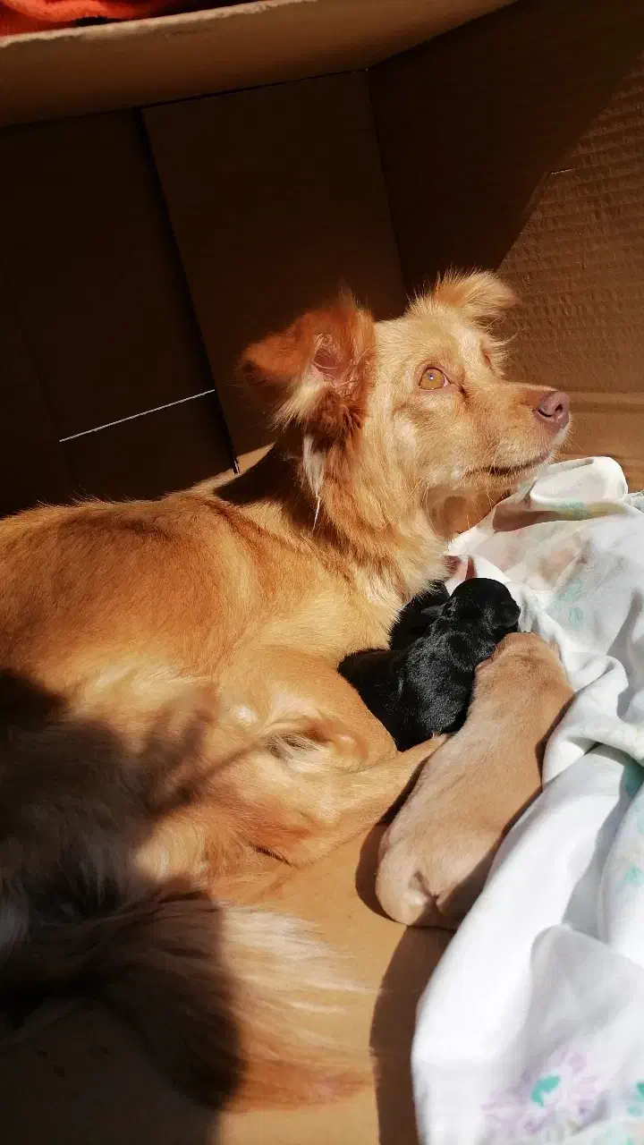 گمشده  همراه با مژدگونی لطفا برش گردونید|حیوانات|ایذه, |دیوار