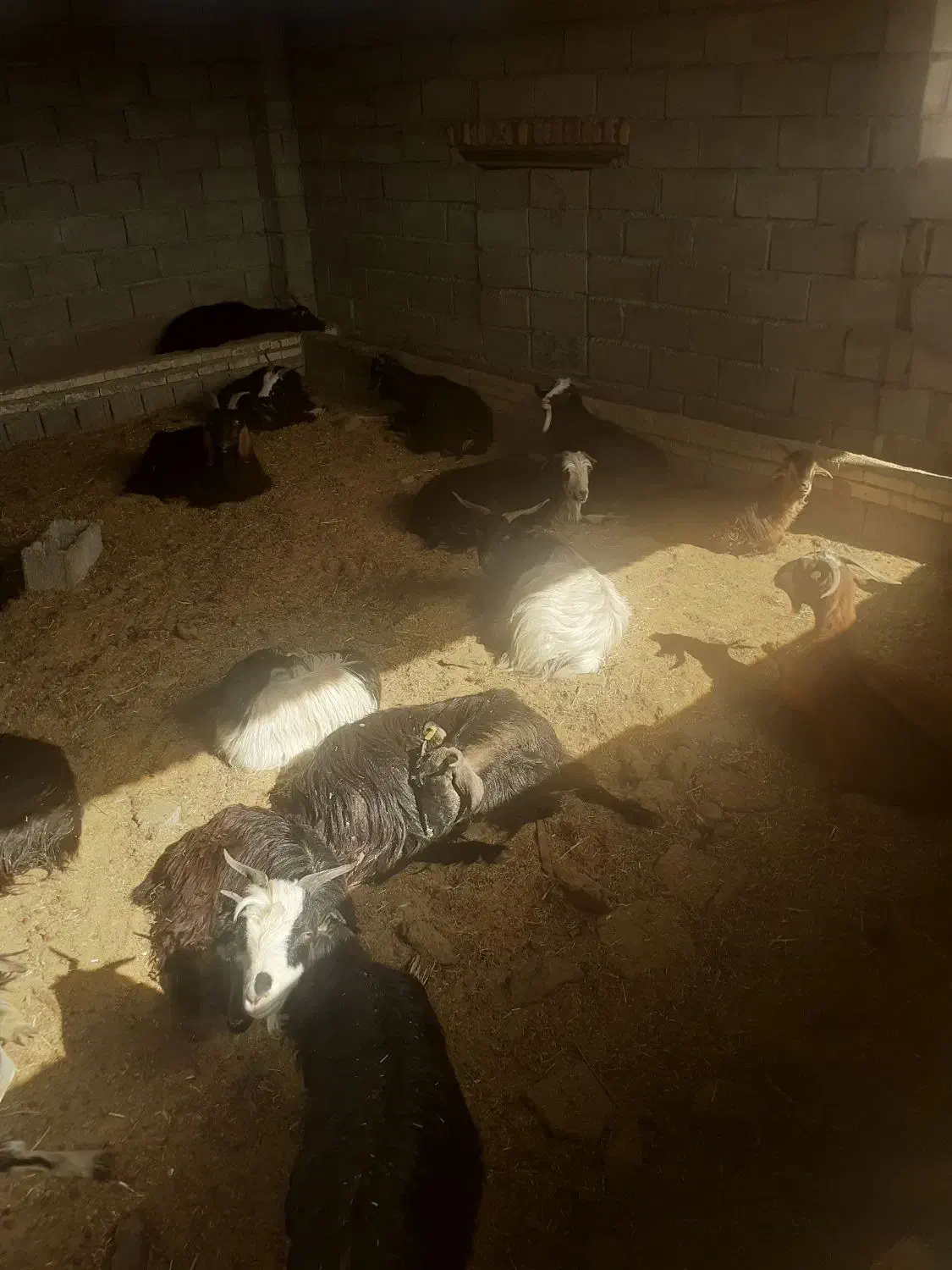 بز چاق|حیوانات مزرعه|اندیمشک, |دیوار