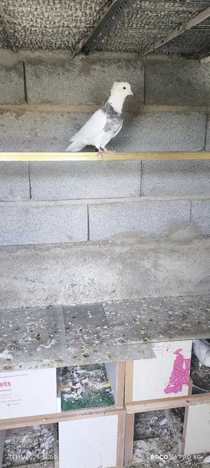 کبوتر طوقی|پرنده|عجب شیر, |دیوار