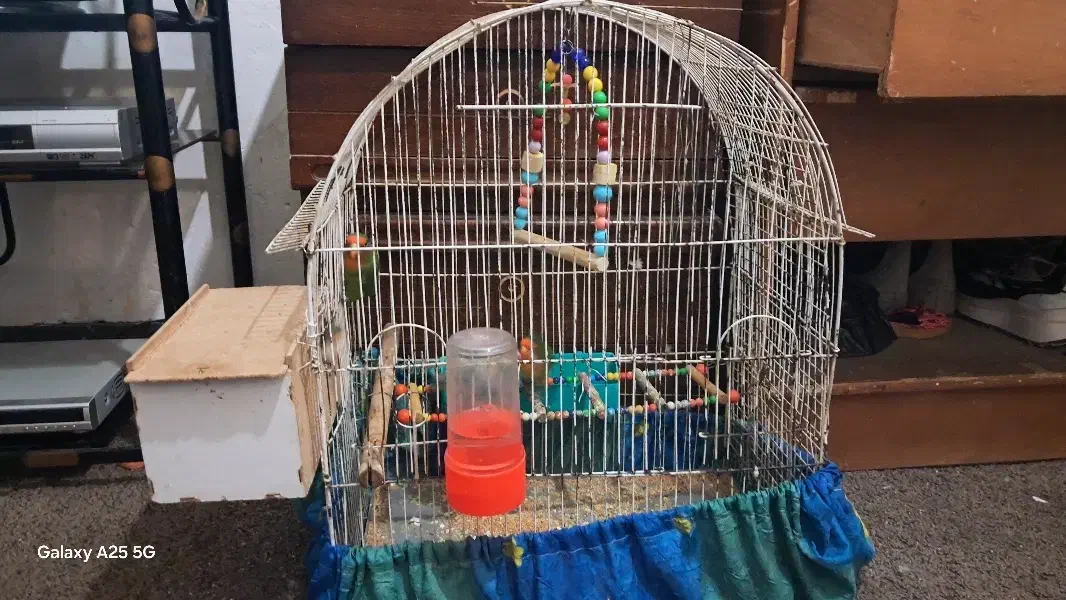 طوطی برزیلی|پرنده|اهواز, بیست متری شهرداری|دیوار