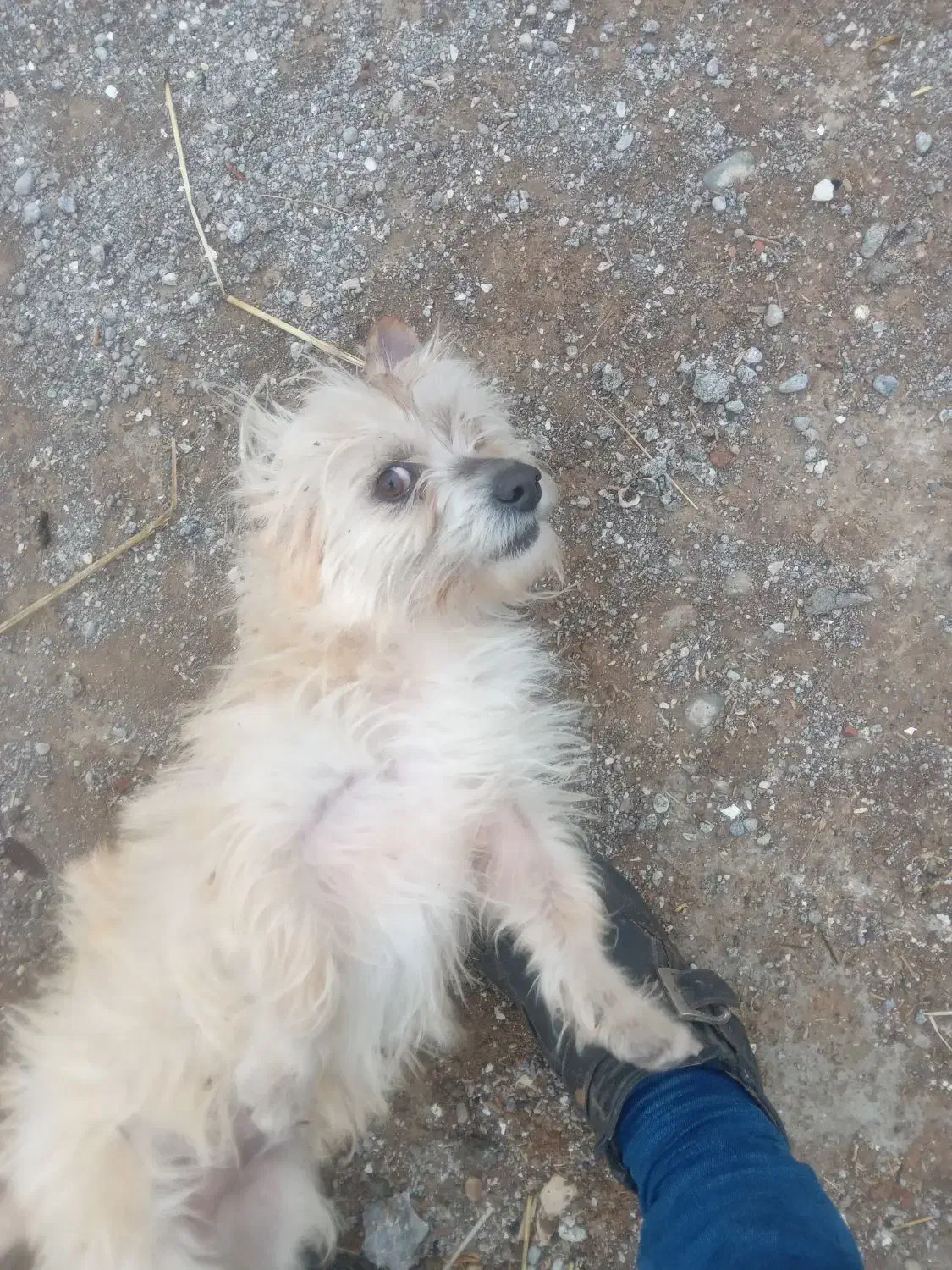 سگ گمشده|سگ|آستارا, |دیوار