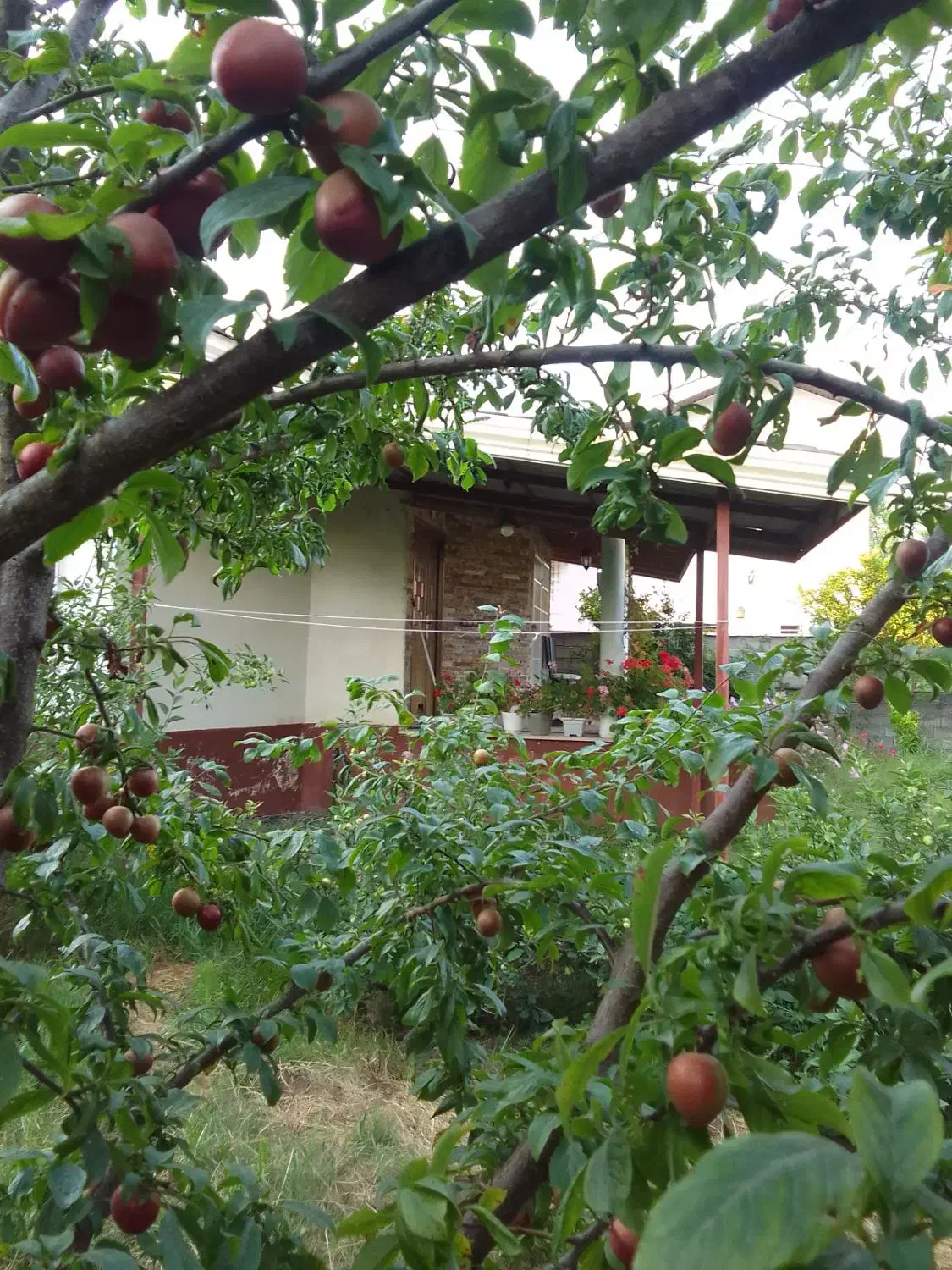 ویلا باغ دربست دنج و آرام|اجارهٔ کوتاه‌مدت ویلا و باغ|نشتارود, |دیوار