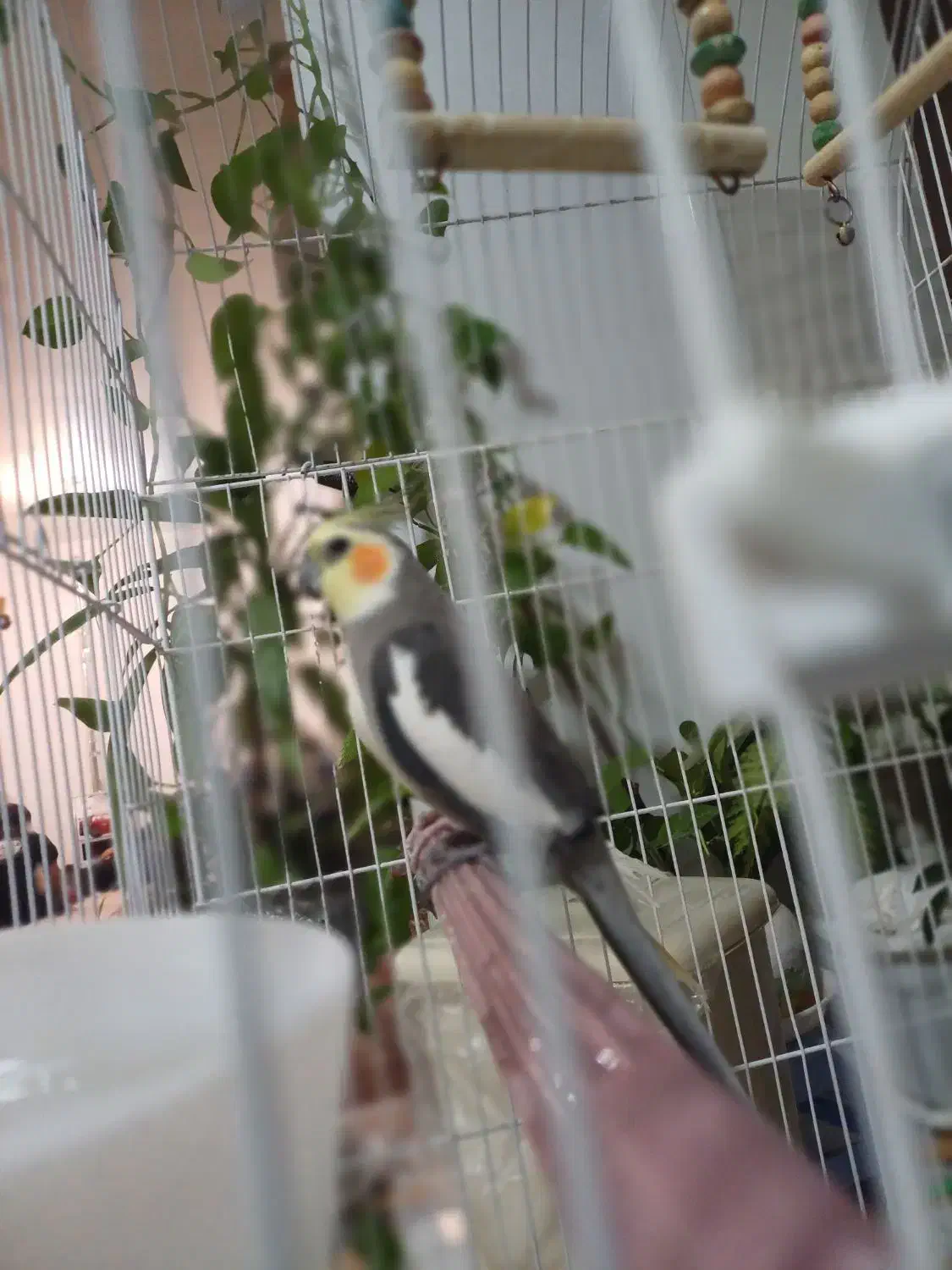 ی جفت عروس هلندی دستی بدون قفس|پرنده|سمیرم, |دیوار