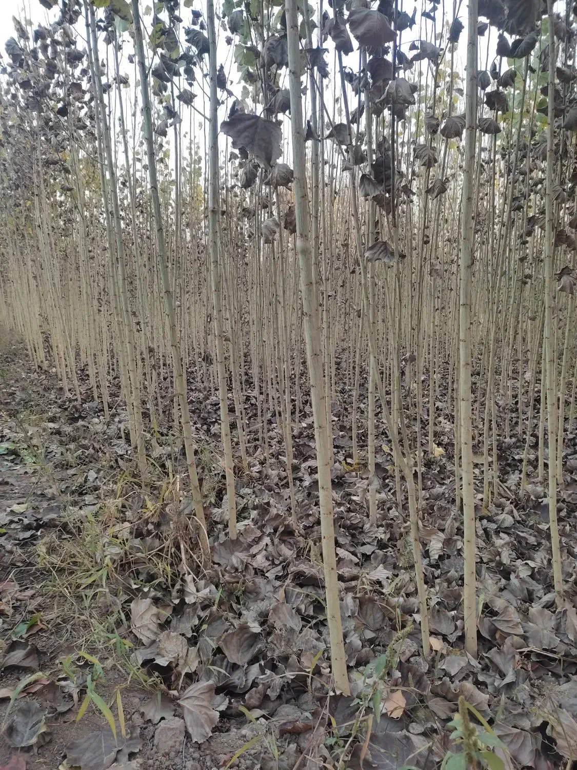 نیازمند سرمایه جهت ایجاد نهالستان|استخدام مالی، حسابداری، حقوقی|خوی, |دیوار