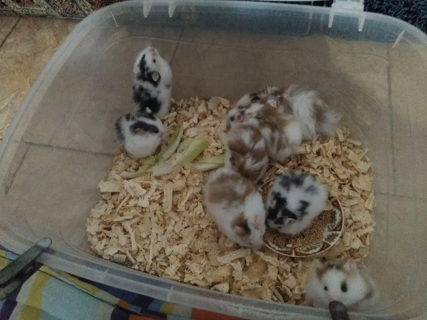 فروش همستر|موش و خرگوش|رشت, لاکان|دیوار