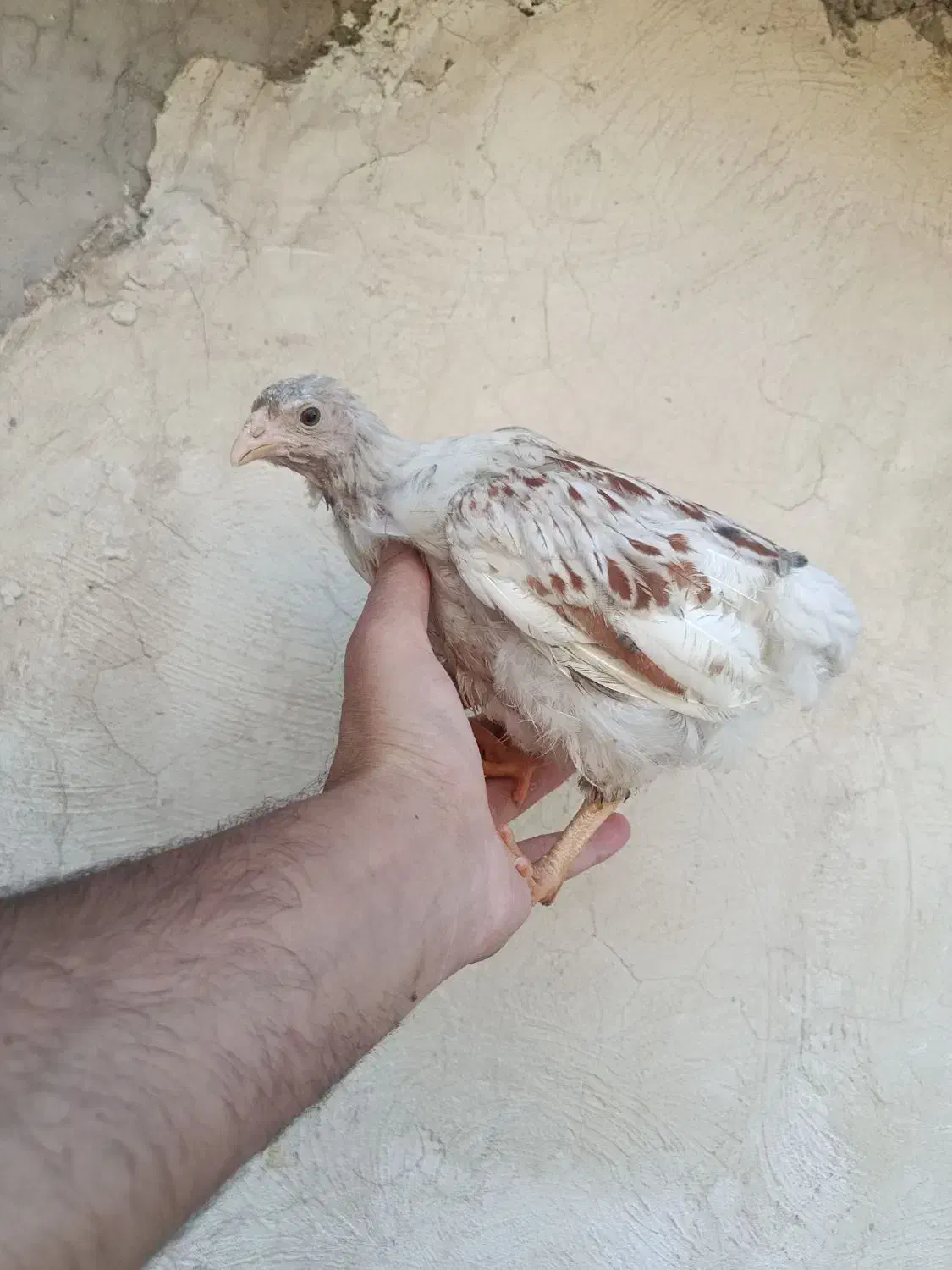 یک ست مرغ و خروس ویاندوت اورنج نیمچه|حیوانات مزرعه|تهران, مشیریه|دیوار