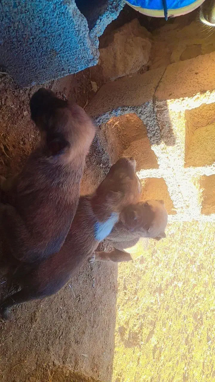 توله گله ای|سگ|تربت جام, معدآباد|دیوار