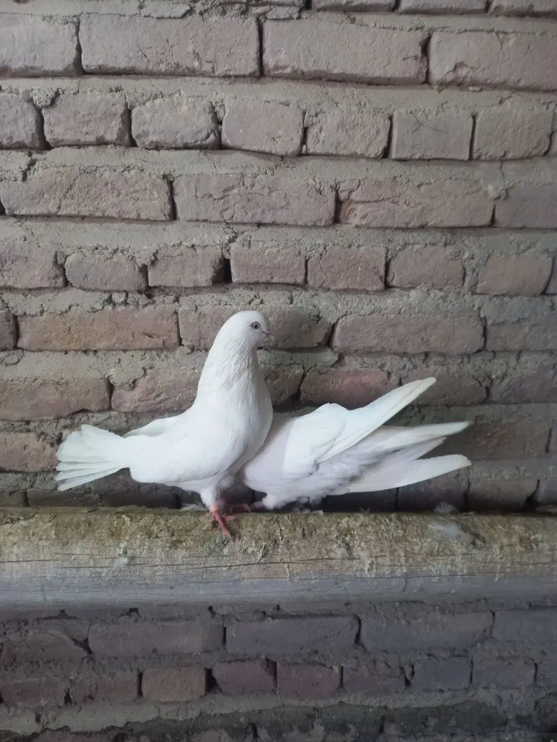 کبوتر سفید|پرنده|چهاربرج, |دیوار