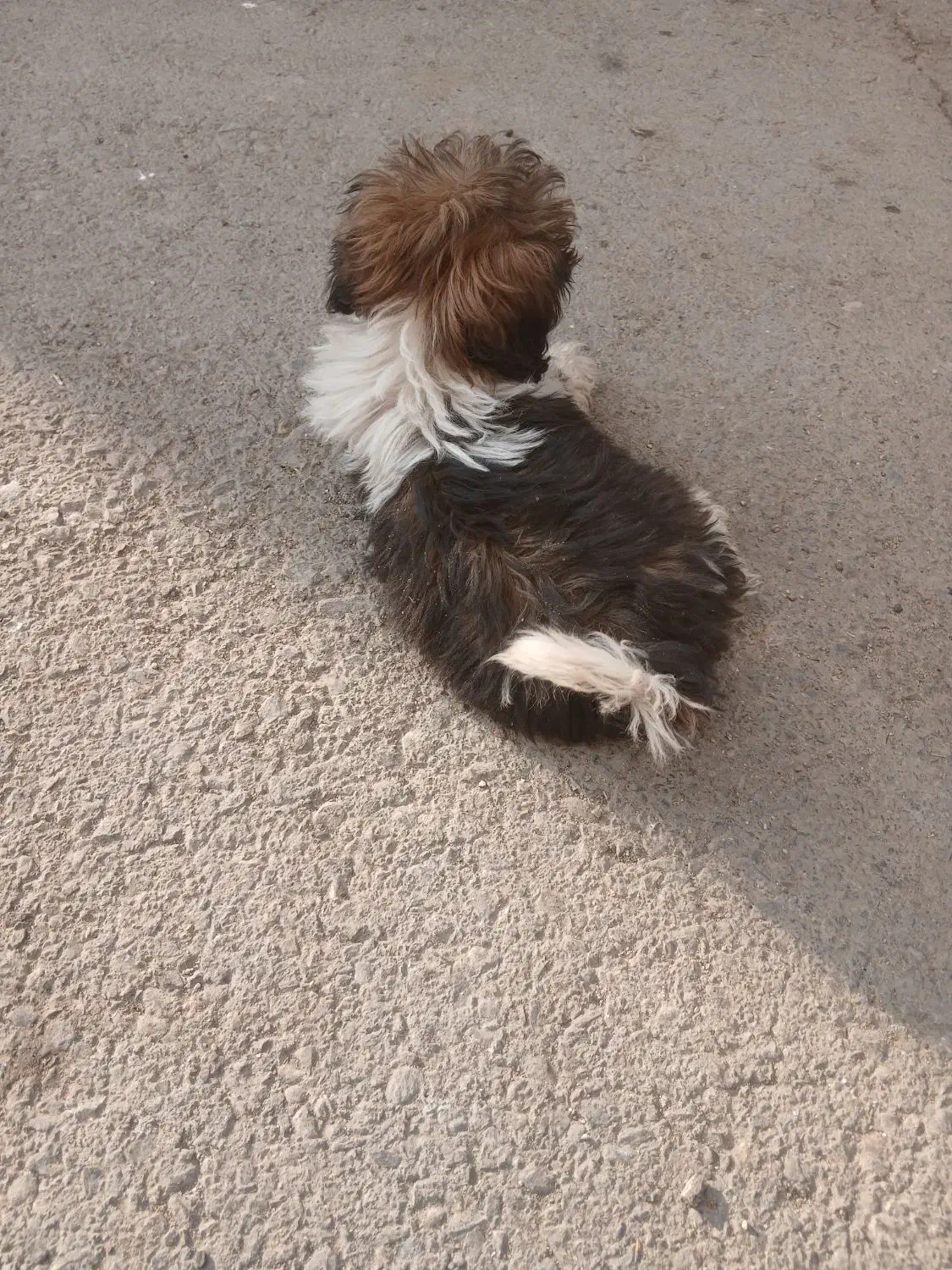 سگ کوچولو بامزه|سگ|ملایر, |دیوار