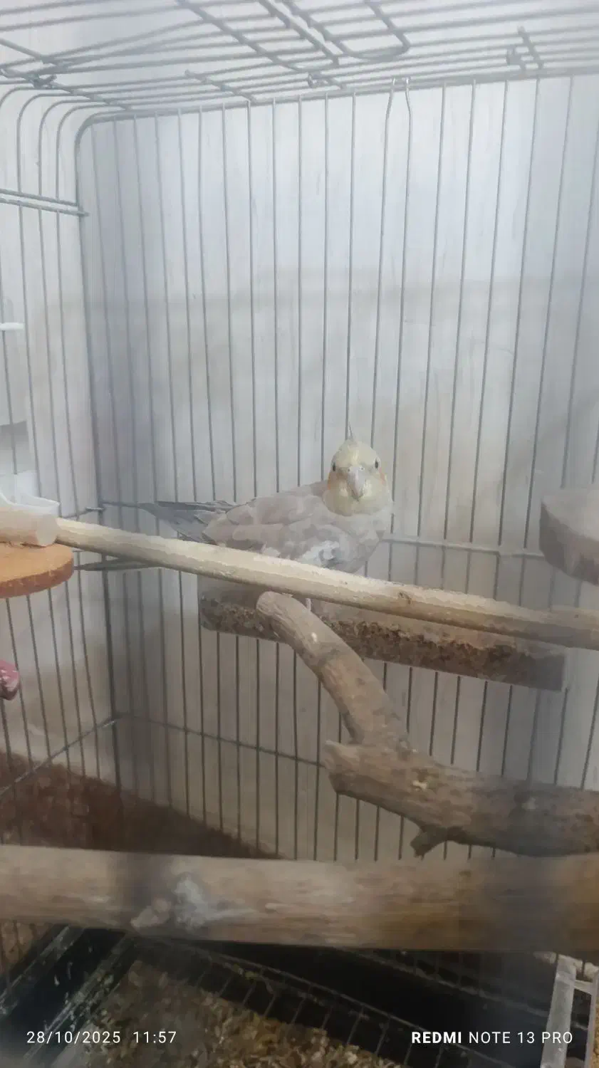 جفت عروس هلندی مولد|پرنده|دوگنبدان, |دیوار