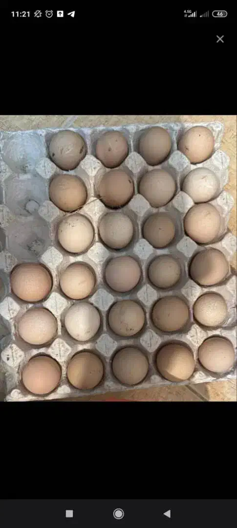 تخم شاخدار و بوقلمون و اردک اسرائیلی ۲۰|حیوانات مزرعه|رشت, چله خانه|دیوار