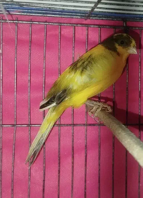 قناری فروشی|پرنده|جونقان, |دیوار