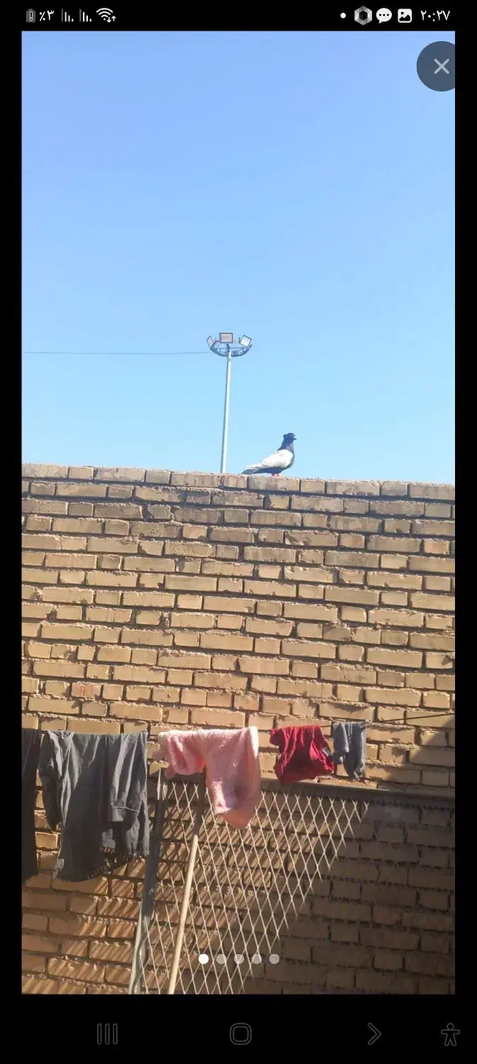 سینه ای نرومست|پرنده|اندیمشک, |دیوار