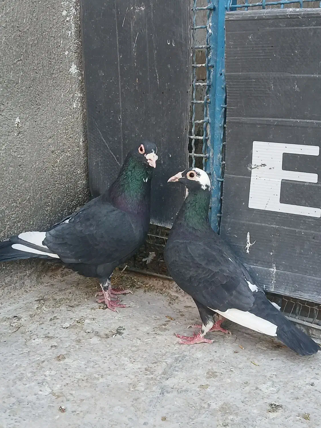 کفتر کرمانی|پرنده|بیرجند, |دیوار