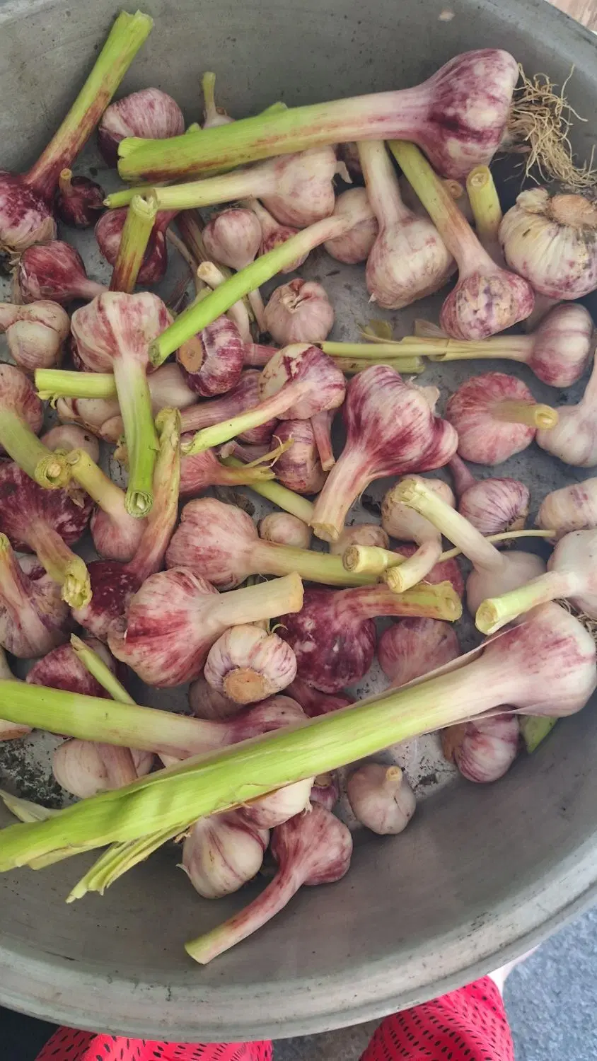 سیرتازه|خوردنی و آشامیدنی|لوندویل, |دیوار