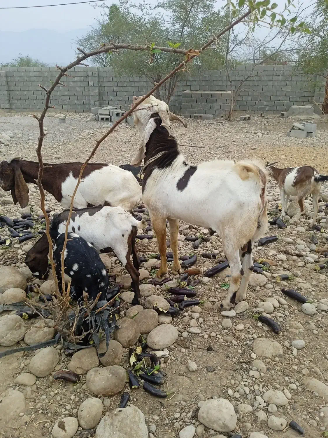 نری پاکستانی|حیوانات مزرعه|قلعه قاضی, |دیوار