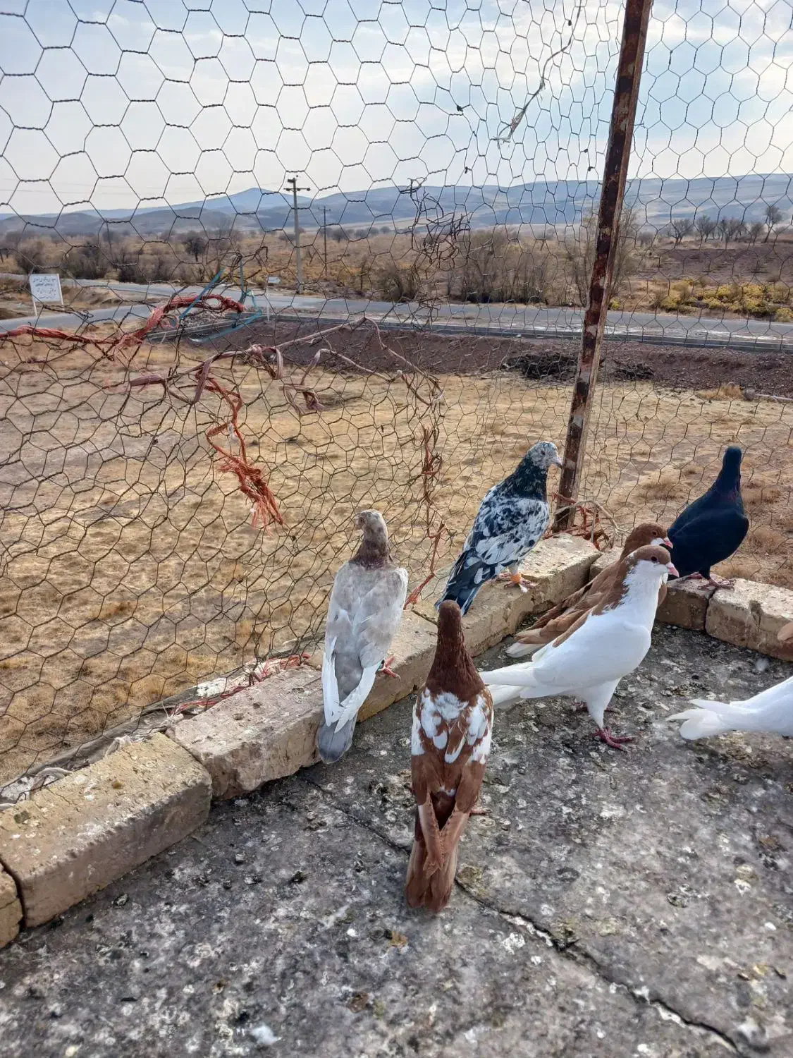 9عدد کفتر جنگنده اتوم|پرنده|تاکستان, |دیوار
