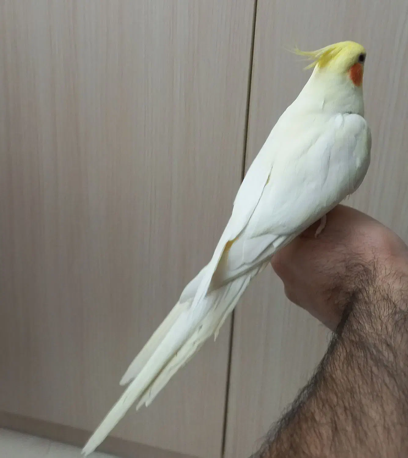 عروس هلندی بالغ|پرنده|تهران, امام زاده عبدالله|دیوار