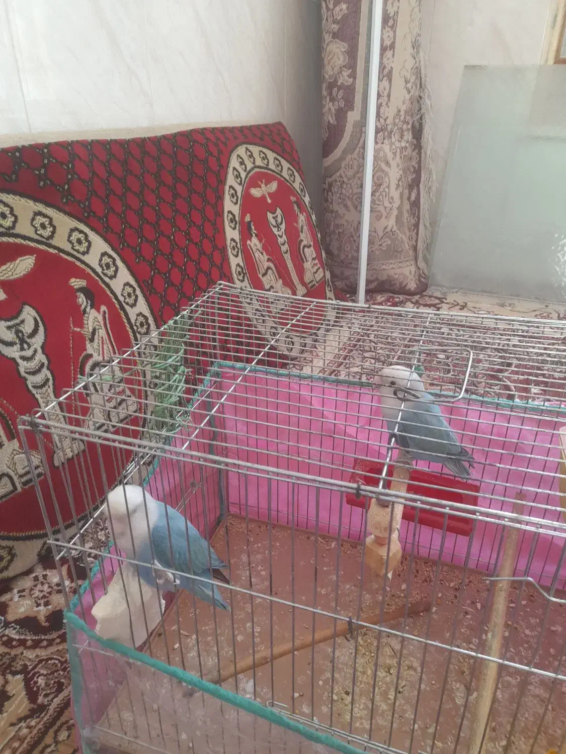 طوتی|پرنده|مرودشت, رودبال|دیوار