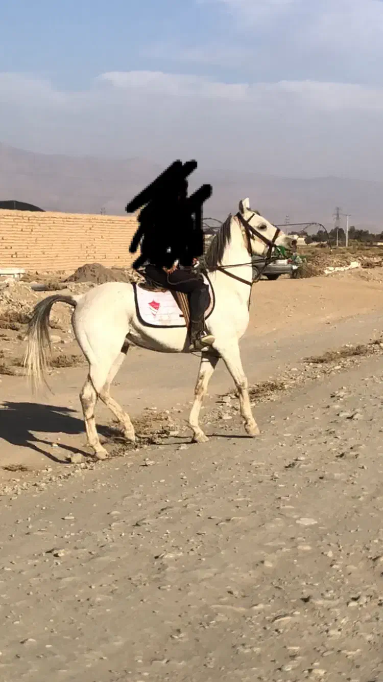 سیلمی نریان عرب|اسب و تجهیزات اسبسواری|نیشابور, باغ نو|دیوار