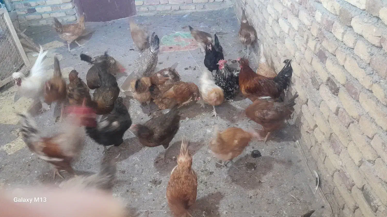 مرغ وخروس|حیوانات مزرعه|حسین آباد, |دیوار