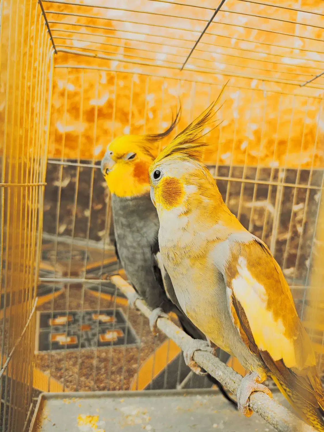 جفت عروس هلندی مولد|پرنده|اهرم, |دیوار