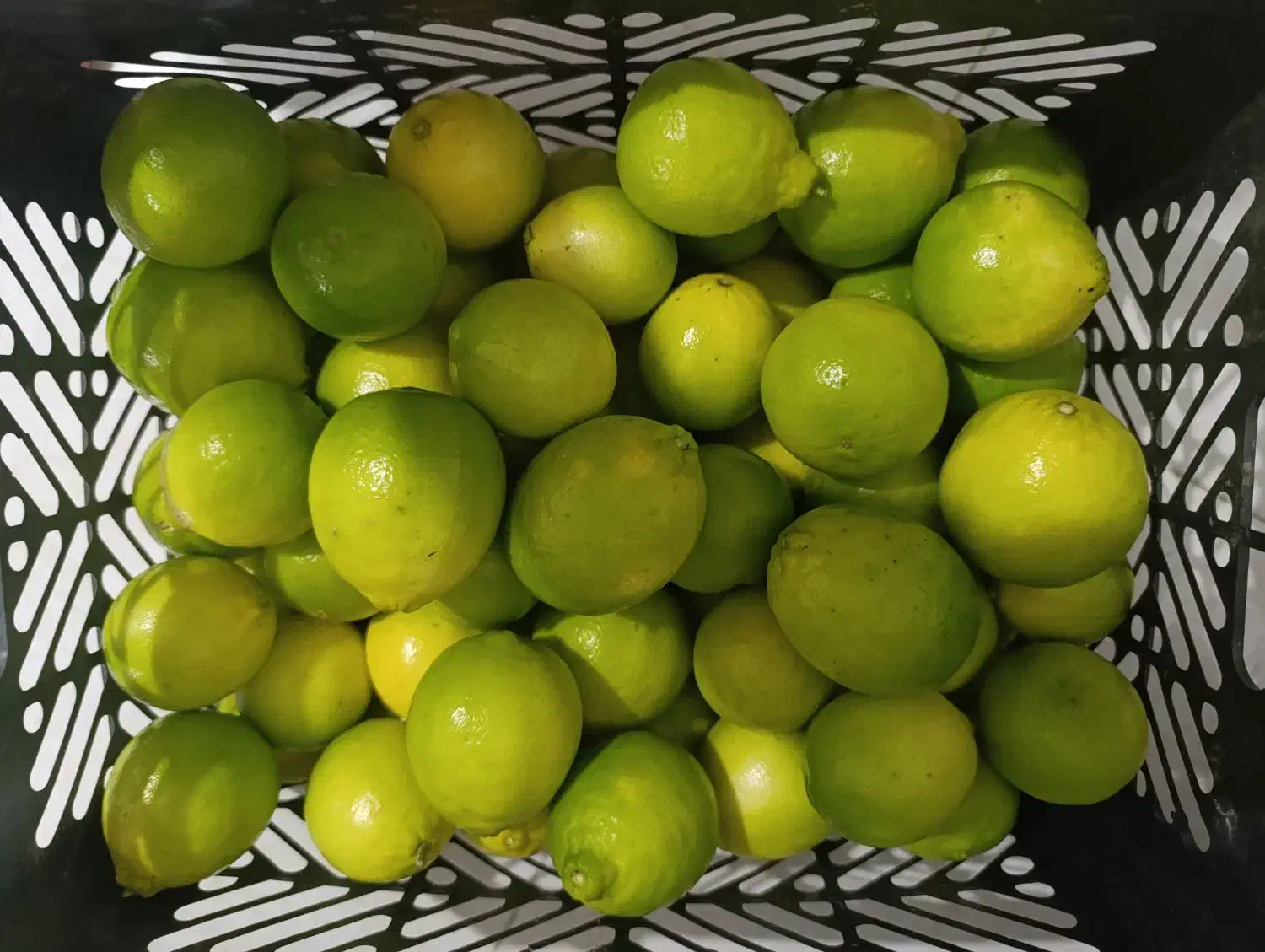 لیمو ترش تازه|خوردنی و آشامیدنی|ساری, |دیوار