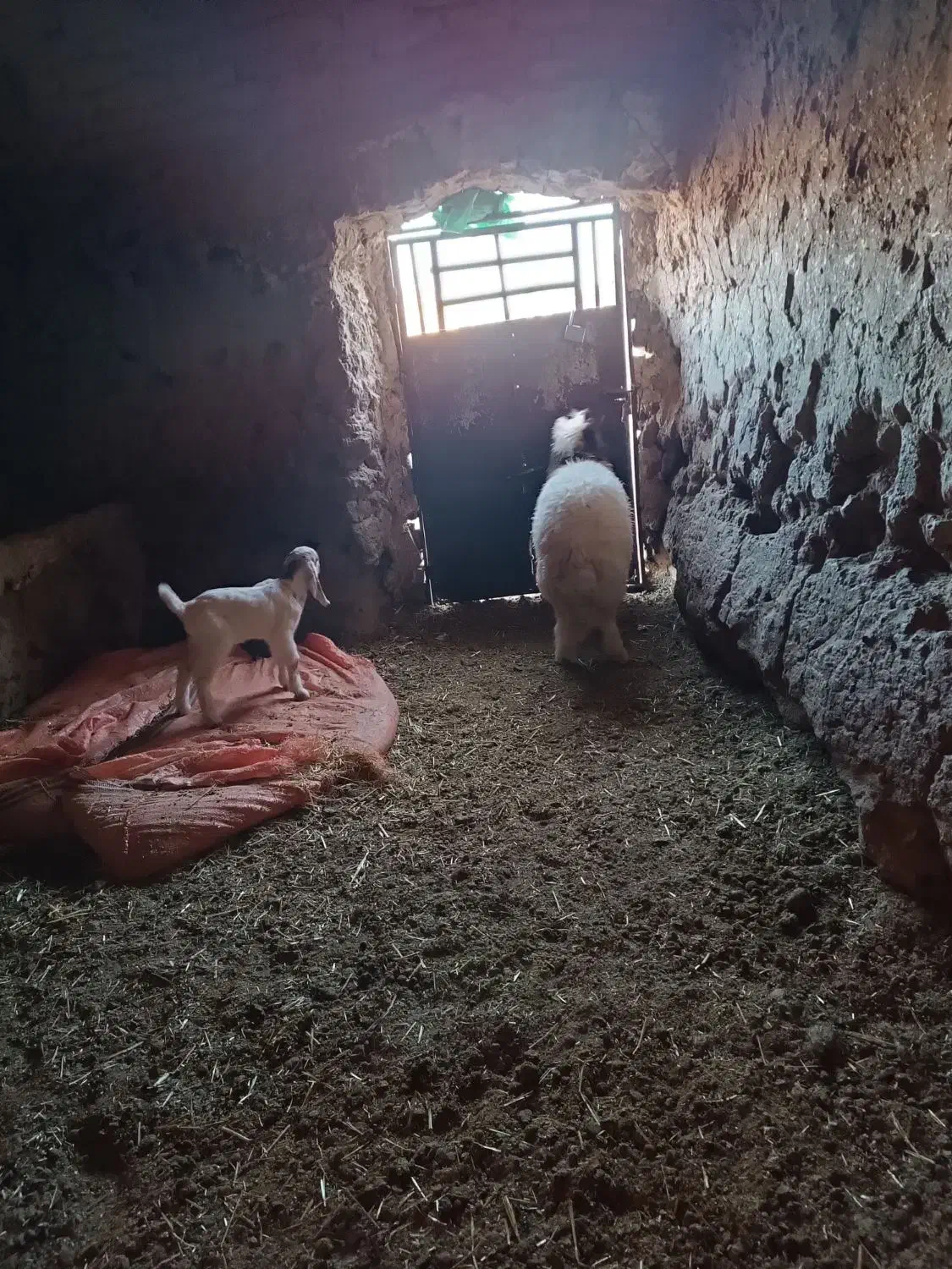 بره گشبور سنجابی|حیوانات مزرعه|تایباد, |دیوار