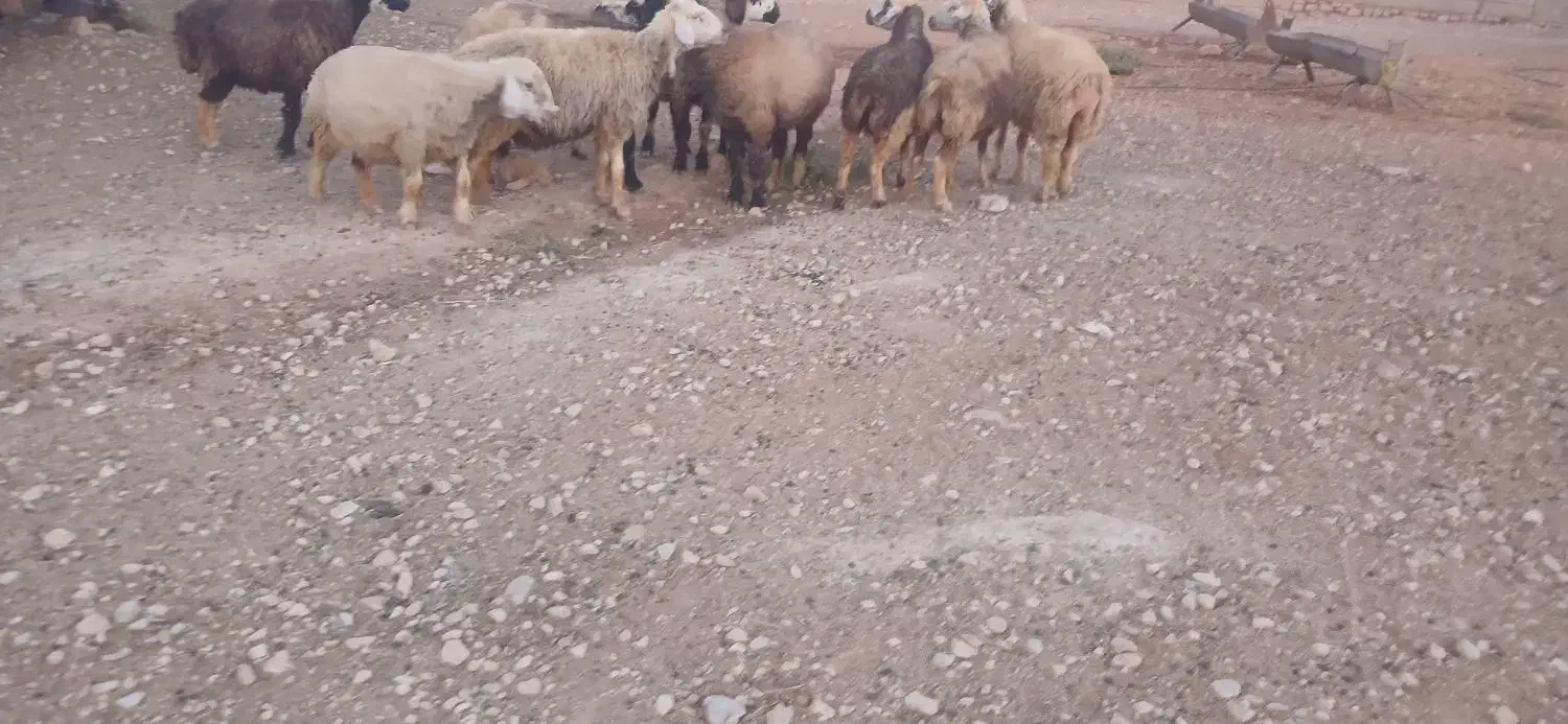 میش|حیوانات مزرعه|میمند, |دیوار