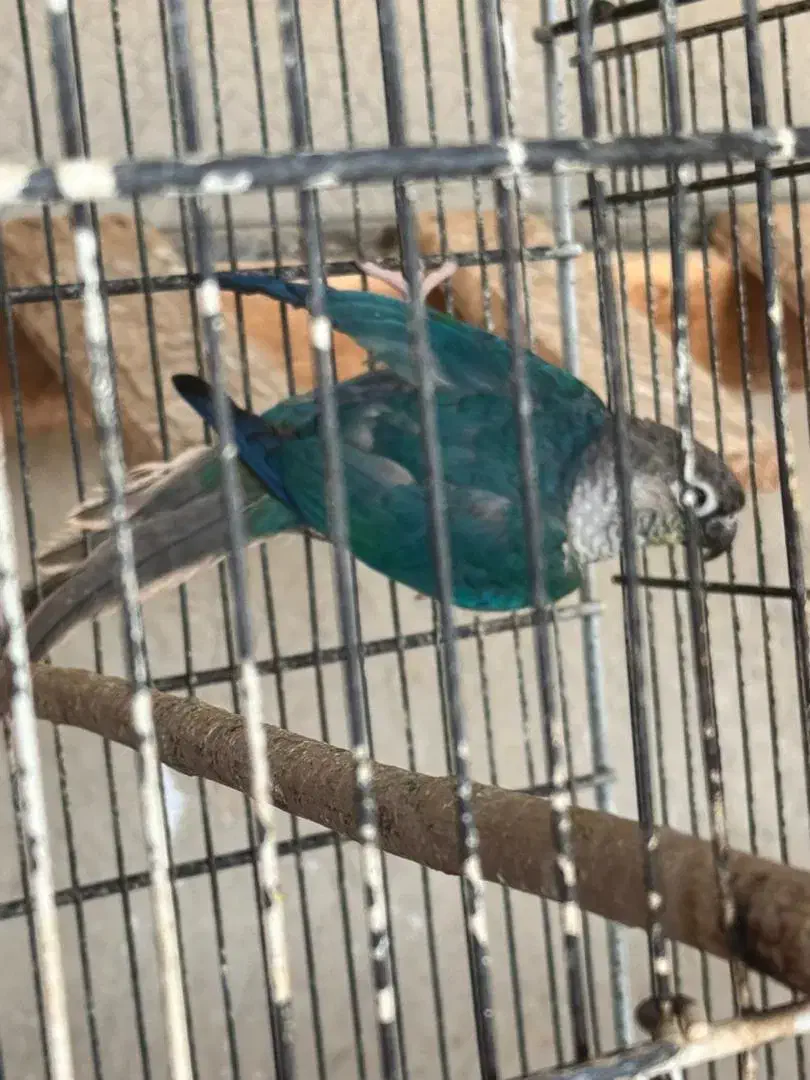 طوطی گرینچیک|پرنده|بندرعباس, |دیوار