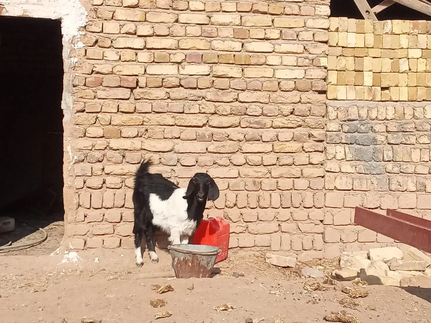 بزغاله ماده|حیوانات مزرعه|اسفرورین, |دیوار