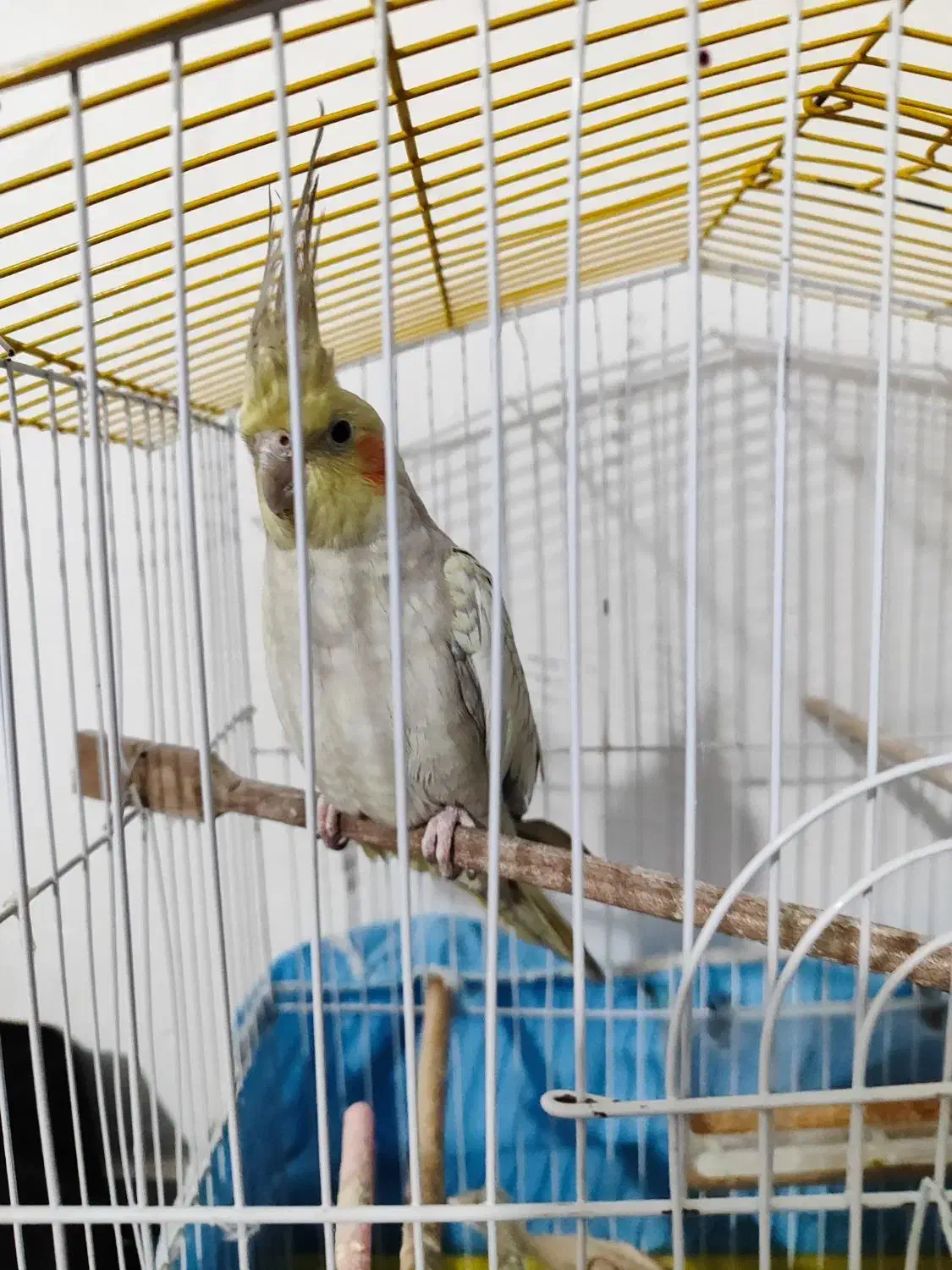 عروس هلندی ماده جوان گلباقالی|پرنده|اشتهارد, |دیوار