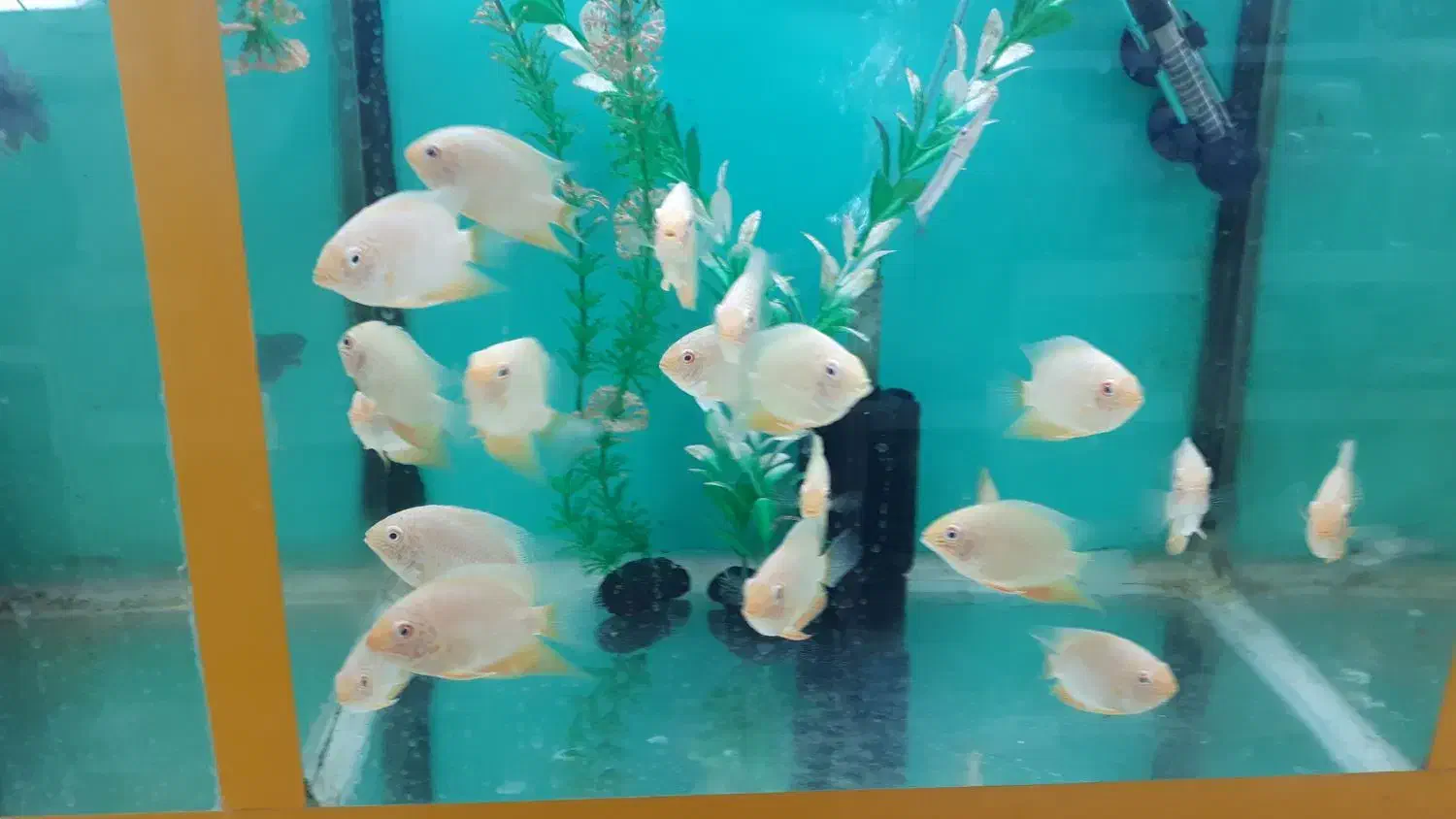 انواع ماهی گیاه خوار و گوشت خوار جدید|ماهی|کرمان, |دیوار