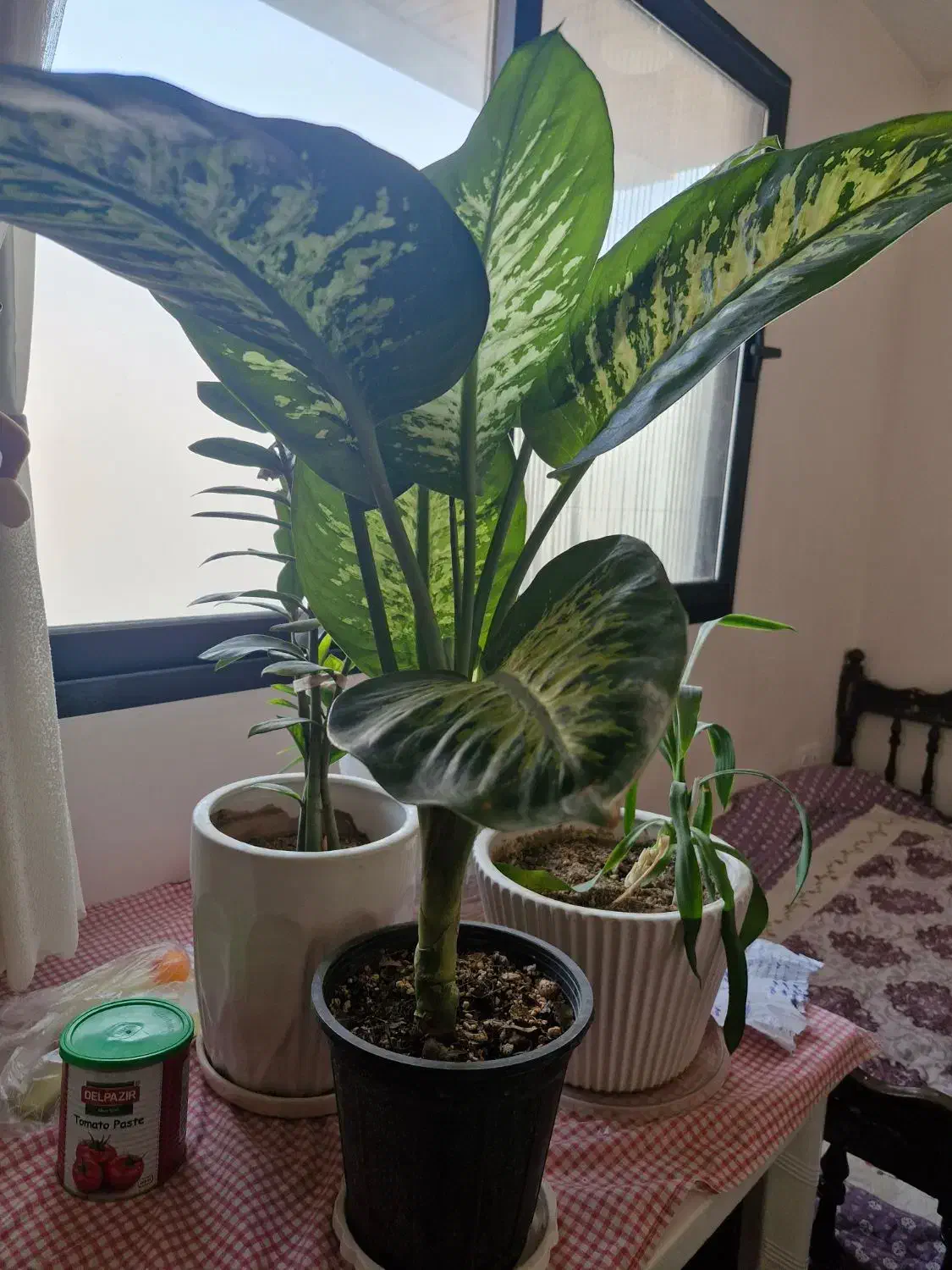 گل طبیعی|گل و گیاه طبیعی|کاشان, دانش|دیوار