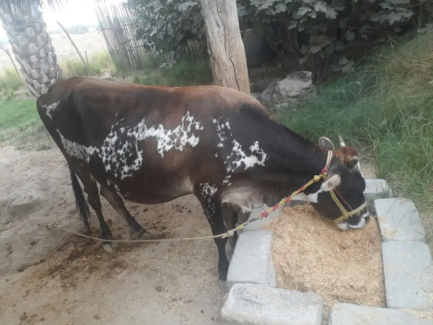 گاو شیری جرسی|حیوانات مزرعه|میناب, |دیوار