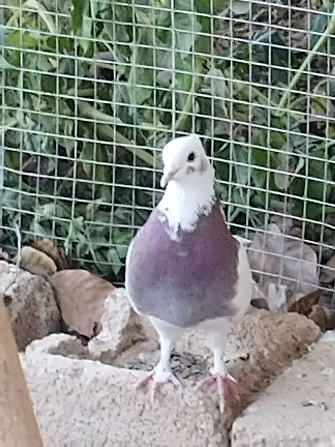 جوجه طوق غوره ای ۴بنده|پرنده|شیراز, شهرک گلستان|دیوار