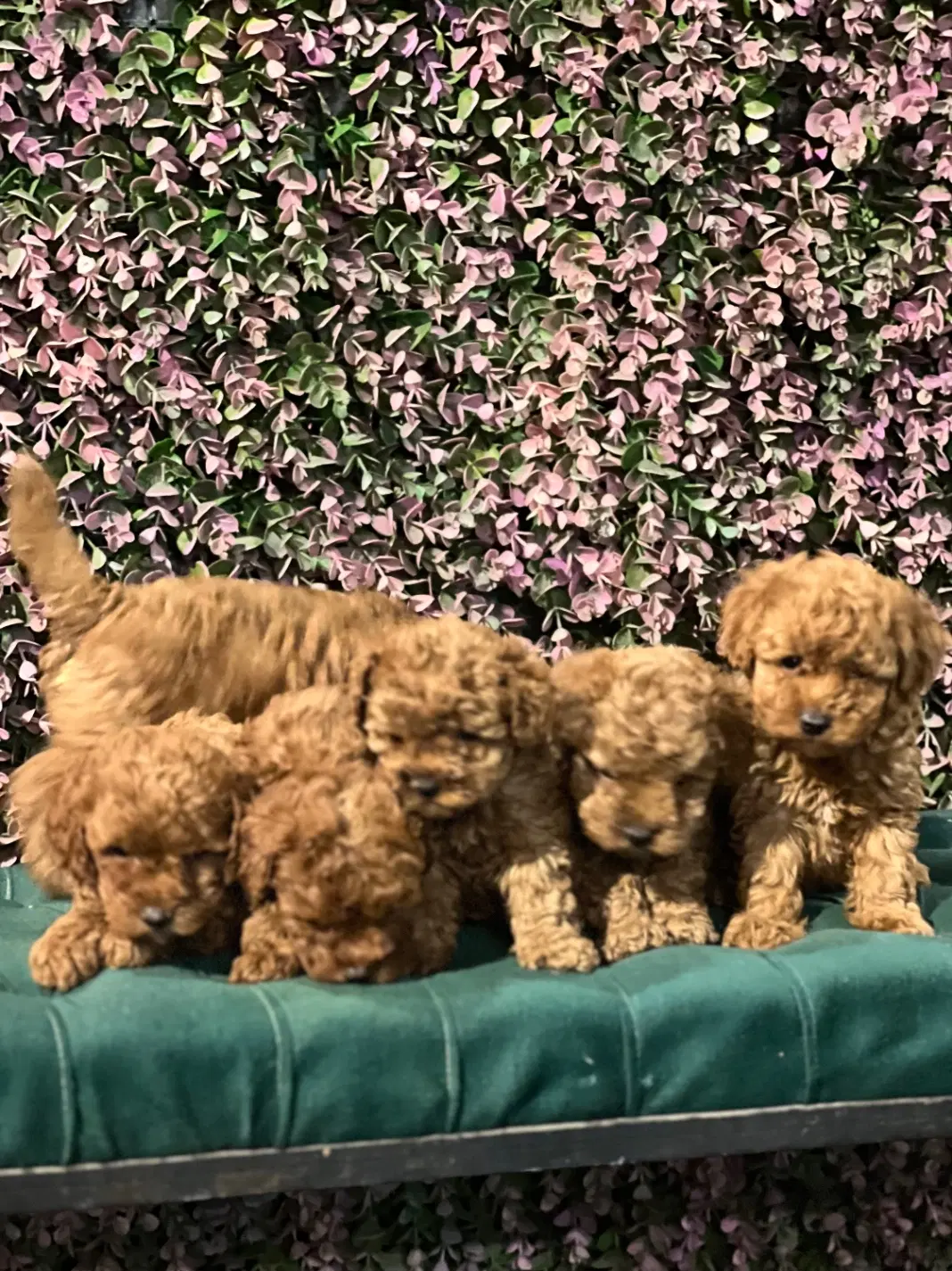 دنیای فرفری ها نژاد toy poodle|سگ|تهران, قیطریه|دیوار