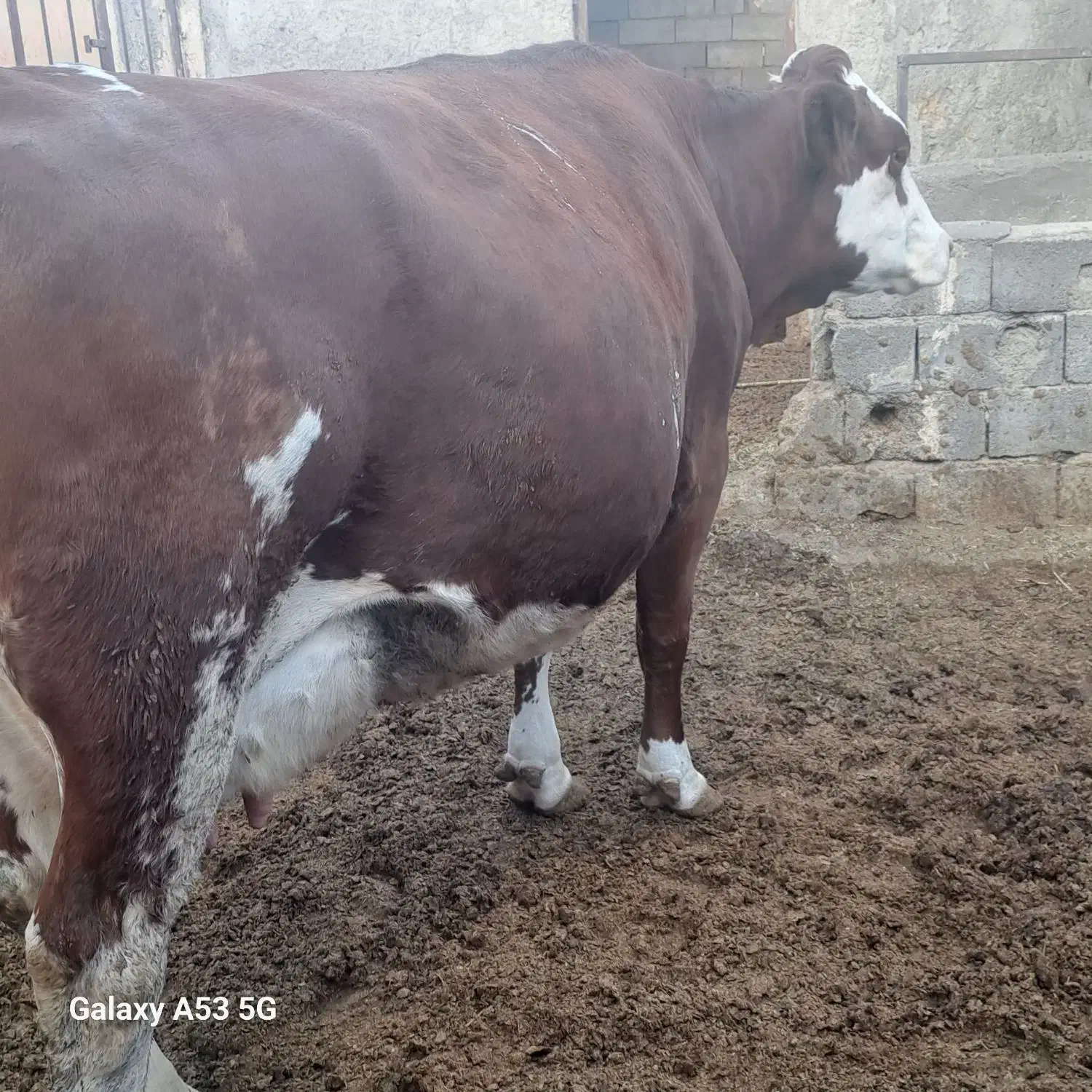 دو عدد گاو مونت|حیوانات مزرعه|کرمان, |دیوار