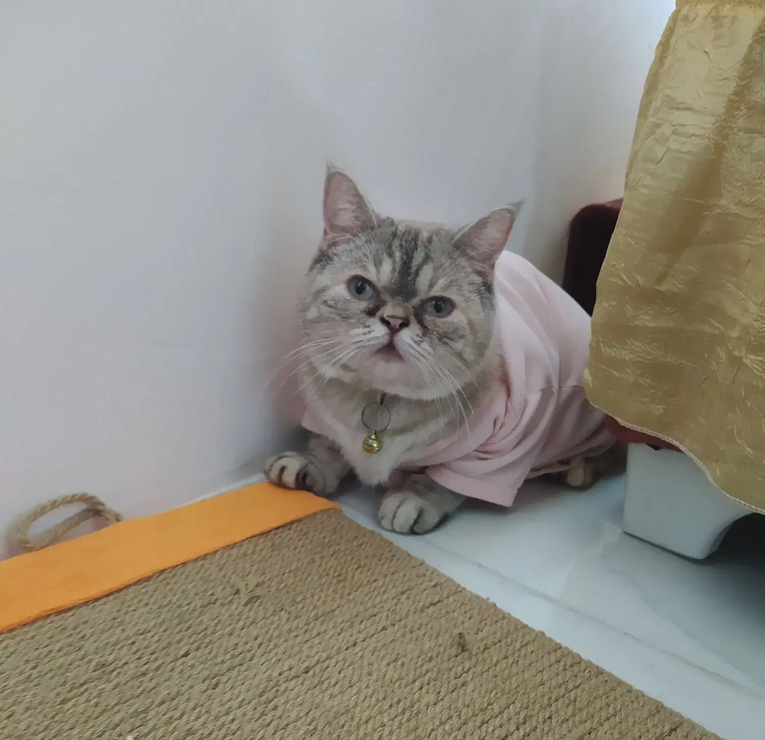 گربه میکس پرشین اسکاتیش|گربه|نیشابور, شهرک پردیس|دیوار